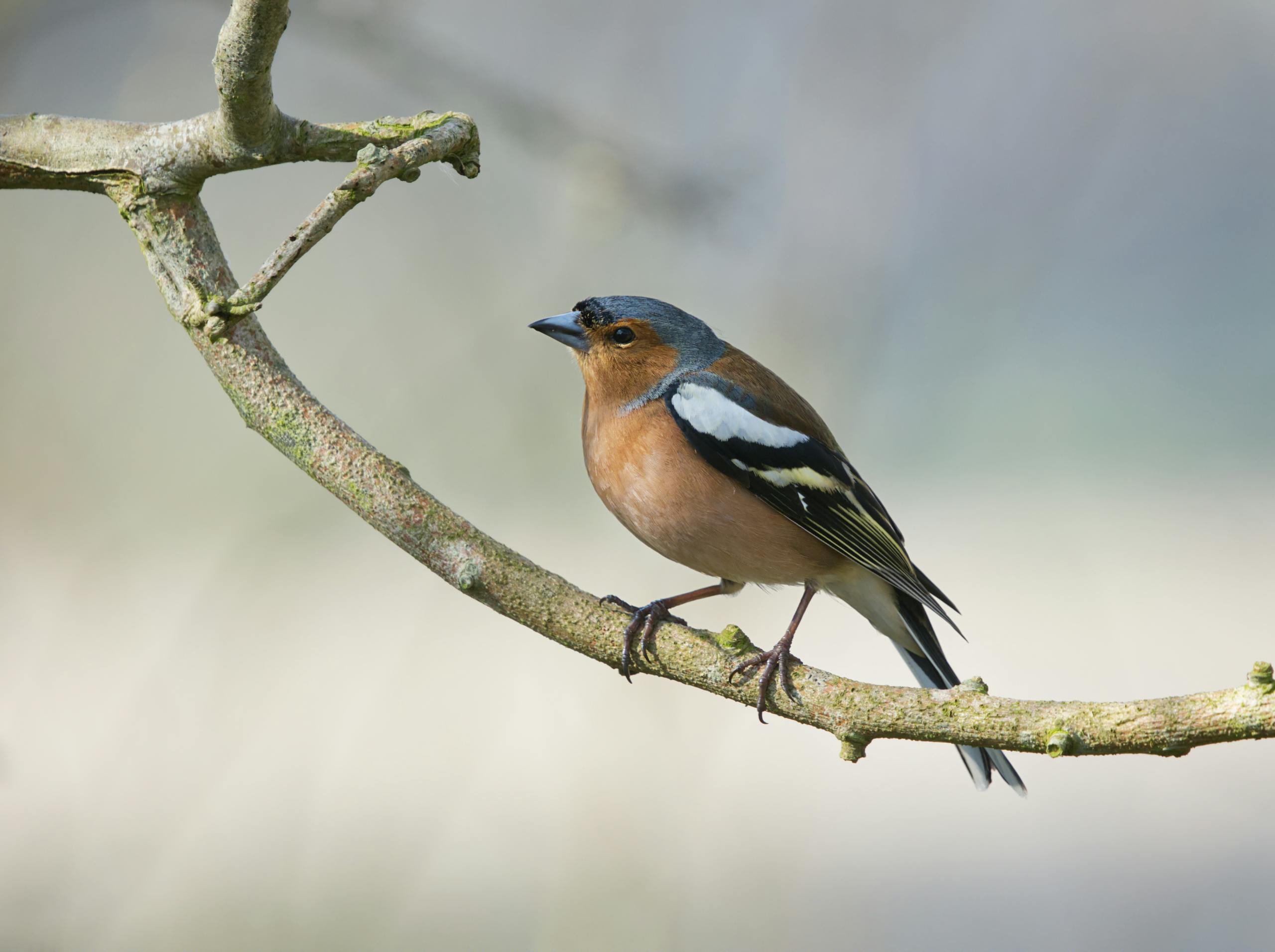 Brown and Gray Bird on Brown Tree Branch