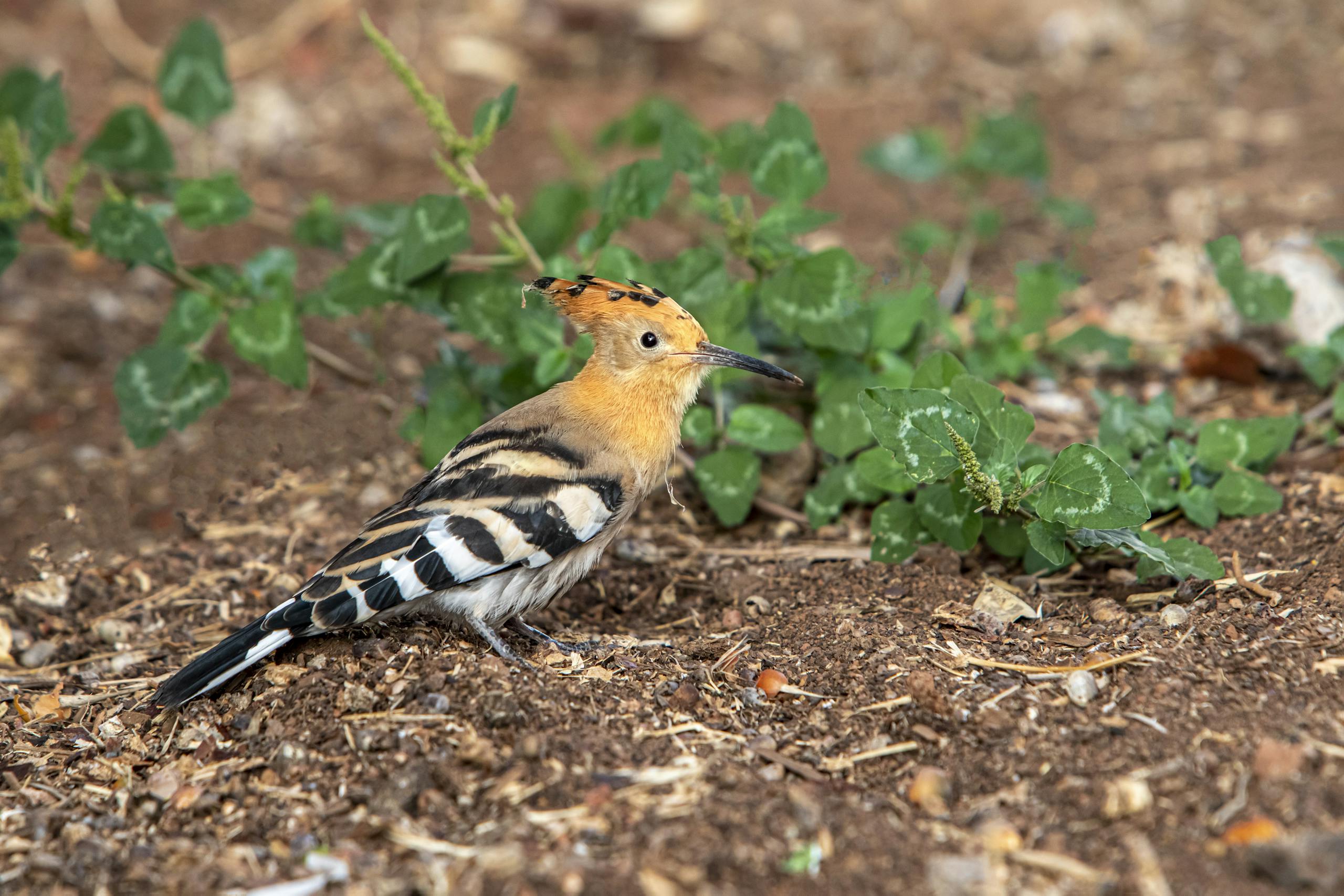 Eurasian Hoopoe Bird on Ground