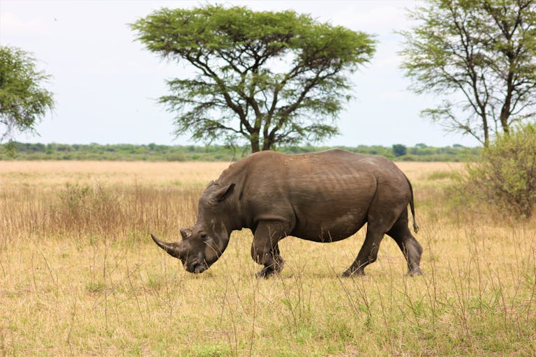 Rhinoceros on Grass Field